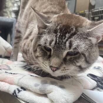 CASPURR -  Domestic Short Hair Cat for Adoption in Pueblo, Colorado - CASPURR | PetCurious