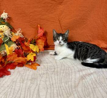 Rescue Domestic Short Hair Cats for Adoption in Upper Sandusky, Ohio - Jinx | PetCurious