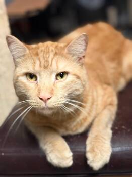 Rescue Tabby and Domestic Short Hair Cats for Adoption in Newark, New Jersey - Danny | PetCurious