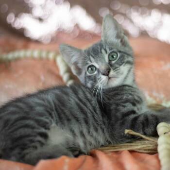 Cayden -  Domestic Short Hair Cat for Adoption in Brownsboro, Alabama - Cayden | PetCurious