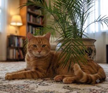 Bailey -  Bengal and Domestic Short Hair Cat for Adoption in Oceanside, California - Bailey | PetCurious