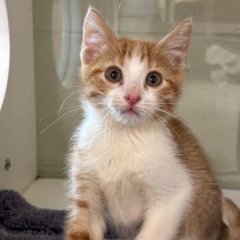 Aura -  Domestic Short Hair Cat for Adoption in League City, Texas - Aura | PetCurious