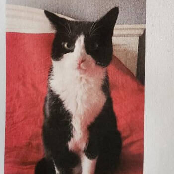 Rescue Domestic Short Hair Cats for Adoption in Rochester, Minnesota - Princess | PetCurious