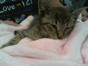 Domestic Short Hair Cats Available for Adoption in Charlotte, North Carolina - A1265127 | PetCurious