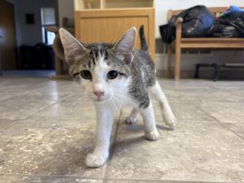 Rescue Domestic Short Hair Cats for Adoption in Hays, Kansas - Brad Kitt | PetCurious