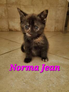 Norma Jean -  Domestic Short Hair Cat for Adoption in Pomona, New York - Norma Jean | PetCurious