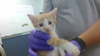 Domestic Short Hair Cats Available for Adoption - MORTY | PetCurious