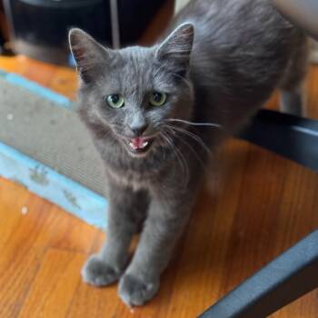 Domestic Medium Hair Cats Available for Adoption in Los Angeles, California - Ivy | PetCurious