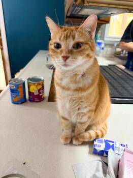 Charlie -  Domestic Short Hair Cat for Adoption in Bloomington, Indiana - Charlie | PetCurious
