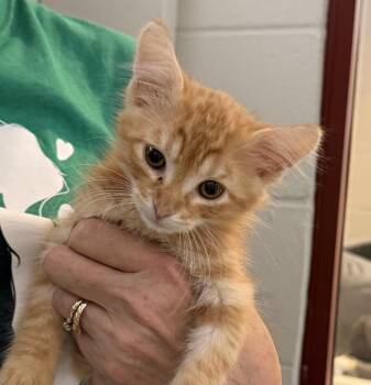 Bonsai -  Domestic Short Hair Cat for Adoption in Slidell, Louisiana - Bonsai | PetCurious