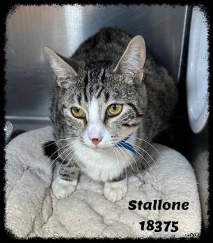 Domestic Short Hair and Tabby Cats Available for Adoption in Marietta, Georgia - STALLONE See Also JAGGER | PetCurious