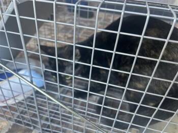 A662306 -  Domestic Short Hair Cat for Adoption in Houston, Texas - A662306 | PetCurious