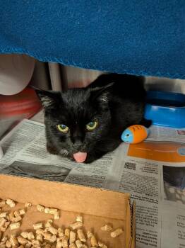Shuppet -  Domestic Short Hair Cat for Adoption in Cincinnati, Ohio - Shuppet | PetCurious