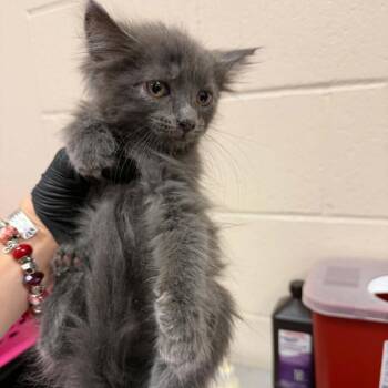 Feta -  Domestic Medium Hair Cat for Adoption in Reno, Nevada - Feta | PetCurious
