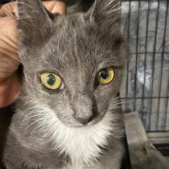 Georgetown -  Domestic Short Hair Cat for Adoption in Waldorf, Maryland - Georgetown | PetCurious