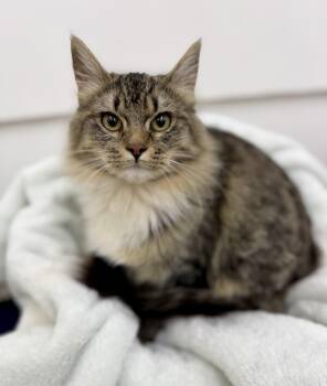 Marcus -  Domestic Long Hair Cat for Adoption in Sonora, California - Marcus | PetCurious