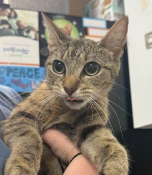 Tulip -  Domestic Short Hair Cat Available for Adoption in Salisbury, Maryland - Tulip | PetCurious