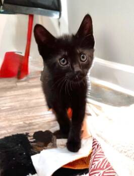 Shaqu -  Domestic Short Hair Cat Available for Adoption in Elmwood, Louisiana - Shaqu | PetCurious