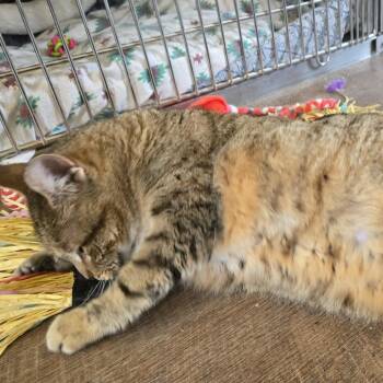 Domestic Short Hair Cats Available for Adoption in Park Falls, Wisconsin - Hannah | PetCurious