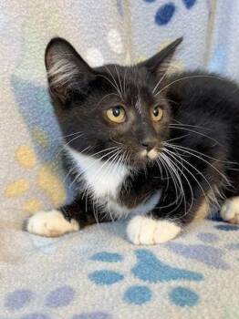 Cinder -  Domestic Short Hair Cat for Adoption in Minneapolis, Minnesota - Cinder | PetCurious