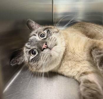 Domestic Short Hair Cats Available for Adoption in Sioux City, Iowa - Kiki | PetCurious