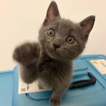 Domestic Short Hair Cats Available for Adoption in Spokane, Washington - Bambam | PetCurious