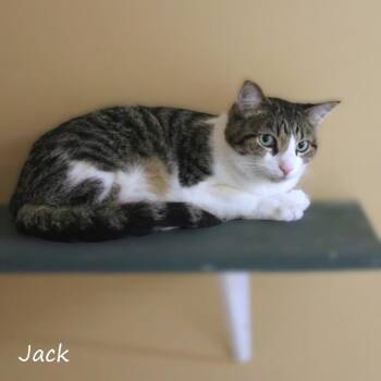 Domestic Short Hair Cats Available for Adoption in Yucaipa, California - Jack | PetCurious