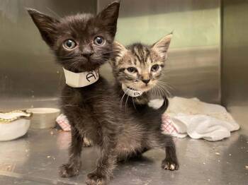 SQUID -  Domestic Short Hair Cat for Adoption in Tustin, California - SQUID | PetCurious