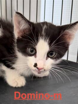 Domino 26 -  Tuxedo and Domestic Short Hair Cat for Adoption in Brookhaven, Mississippi - Domino 26 | PetCurious