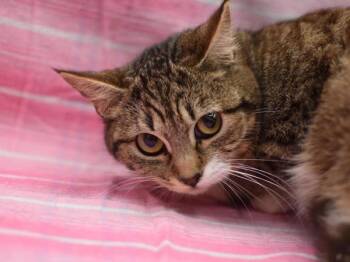 Domestic Short Hair Cats Available for Adoption - Dragon Fruit | PetCurious