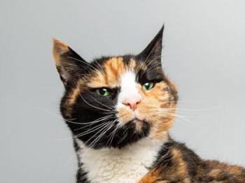 Gigi -  Domestic Short Hair Cat for Adoption in Longmont, Colorado - Gigi | PetCurious