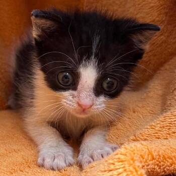 Bandit -  Domestic Short Hair Cat for Adoption in Nashville, Tennessee - Bandit | PetCurious