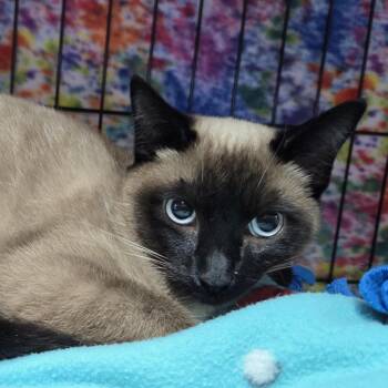 Domestic Short Hair Cats Available for Adoption in Belfair, Washington - Sox | PetCurious
