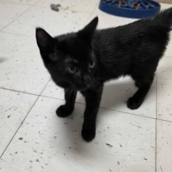 The Marges -  Domestic Short Hair Cat for Adoption in Davenport, Iowa - The Marges | PetCurious