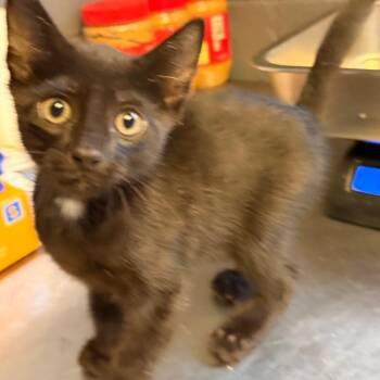 TUSC-Stray-85333_2_3_4 -  Domestic Short Hair Cat for Adoption in Tuscaloosa, Alabama - TUSC-Stray-85333_2_3_4 | PetCurious