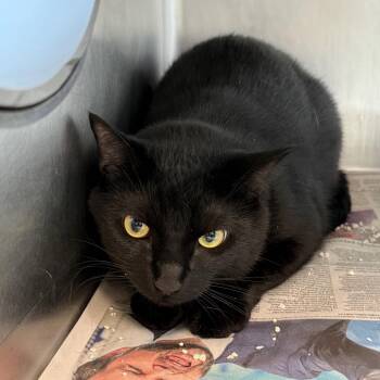 Winslow -  Domestic Short Hair Cat for Adoption in Chicago, Illinois - Winslow | PetCurious