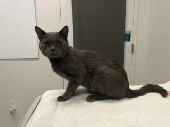 Sammy -  Domestic Short Hair Cat for Adoption in Kansas City, Missouri - Sammy | PetCurious