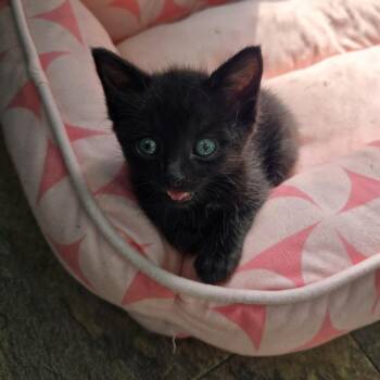Martin -  Domestic Short Hair Cat for Adoption in San Antonio, Texas - Martin | PetCurious