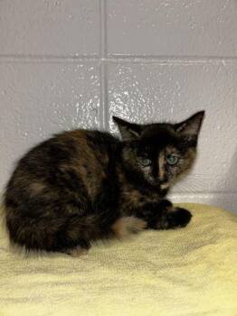 Special -  Domestic Short Hair Cat for Adoption in Spruce Pine, North Carolina - Special | PetCurious