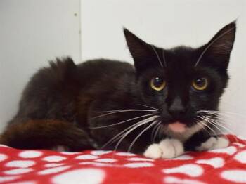 Domestic Short Hair Cats Available for Adoption in Sacramento, California - PRINCESS CUDDLE MUFFIN | PetCurious