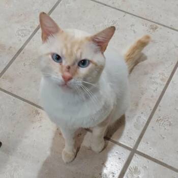 Rusty -  Siamese Cat for Adoption in Columbia, Missouri - Rusty | PetCurious