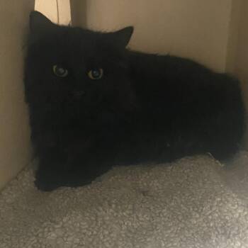 Domestic Long Hair Cats Available for Adoption in Durango, Colorado - Link-feral | PetCurious