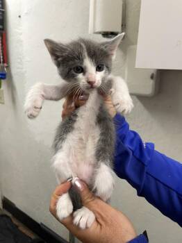 Domestic Short Hair Cats Available for Adoption in Chico, California - Plum | PetCurious