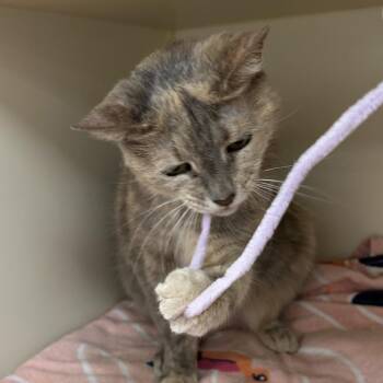 Sabrina -  Domestic Short Hair Cat for Adoption in Philadelphia, Pennsylvania - Sabrina | PetCurious