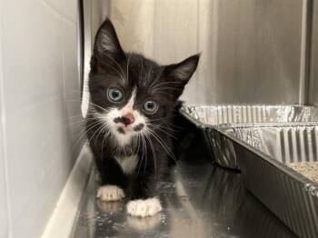 MAX -  Domestic Short Hair Cat for Adoption in Tustin, California - MAX | PetCurious