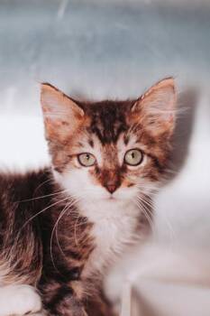 93321a Big mac -  Domestic Short Hair Cat for Adoption in North Charleston, South Carolina - 93321a Big Mac | PetCurious