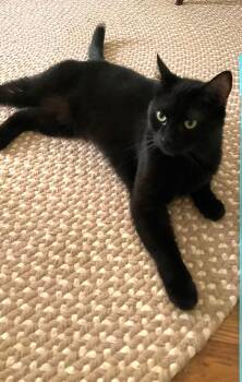 SCRAPPY -  Domestic Short Hair Cat for Adoption in Pegram, Tennessee - SCRAPPY | PetCurious