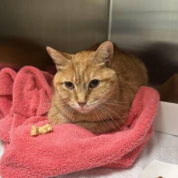 Chicken -  Domestic Short Hair Cat for Adoption in Titusville, Florida - Chicken | PetCurious