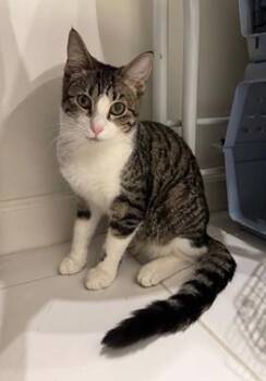 Louie -  Domestic Short Hair and Tabby Cat for Adoption in San Francisco, California - Louie | PetCurious
