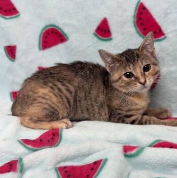 Molly -  Domestic Short Hair Cat for Adoption in Valdosta, Georgia - Molly | PetCurious